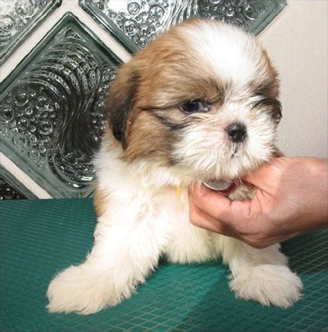 They will arrive into yours arms as a fur ball of joy, ready to join your family Breeds Shih Tzu. . Shih tzu puppies for sale orlando